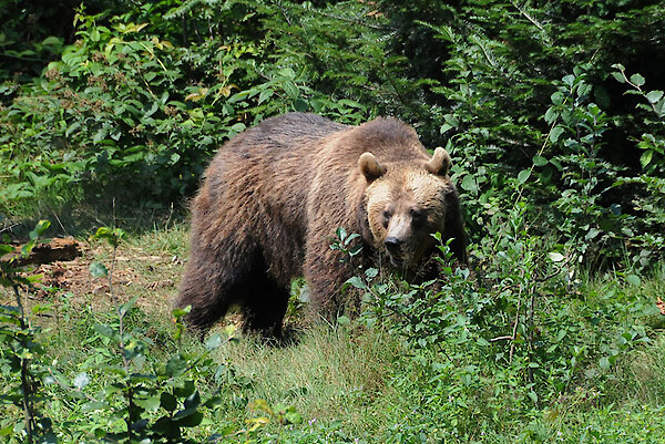 Wandern im Nationalpark Bayerischer Wald